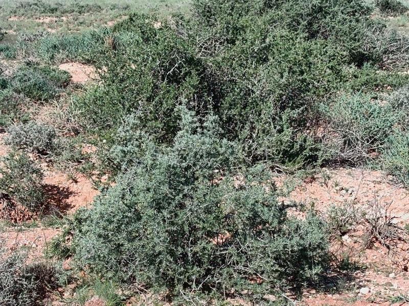 0 Bedroom Property for Sale in Prieska Northern Cape